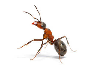 Argentine ant facts