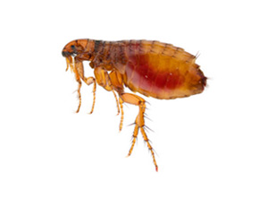 Flea control
