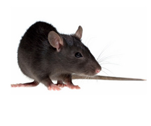 Rodent control
