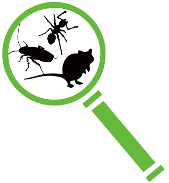 Pestworks pest control Tauranga